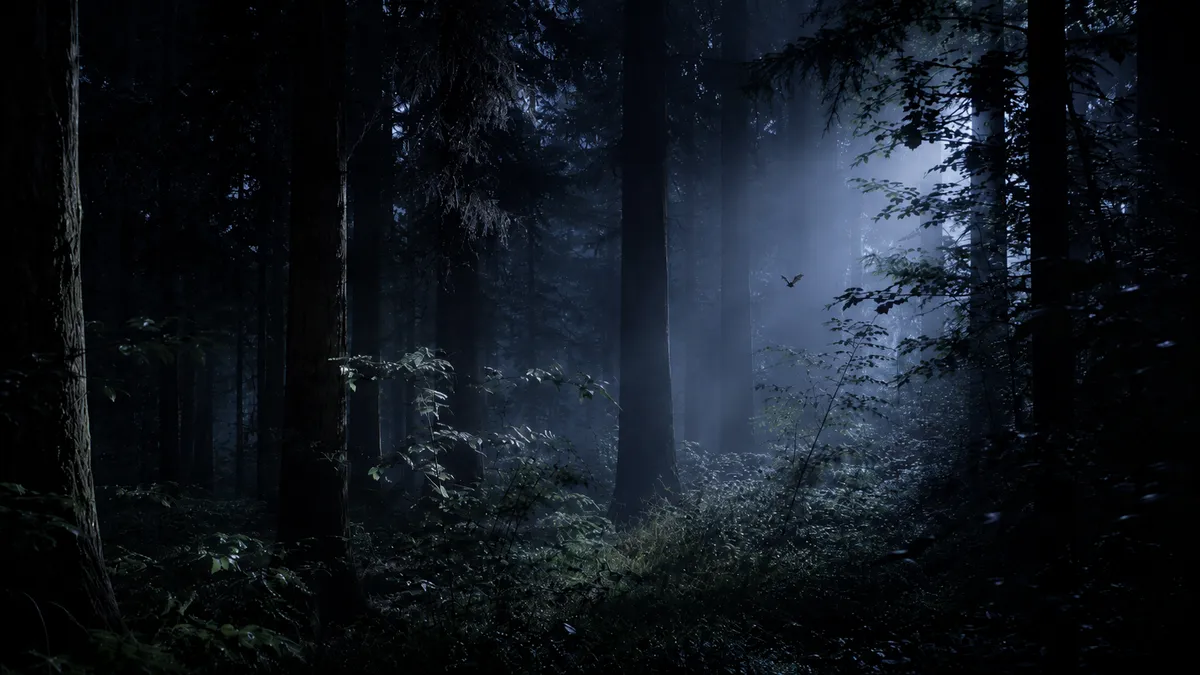 Baumkronen in der Abenddämmerung, Jagdhabitat von Fledermäusen