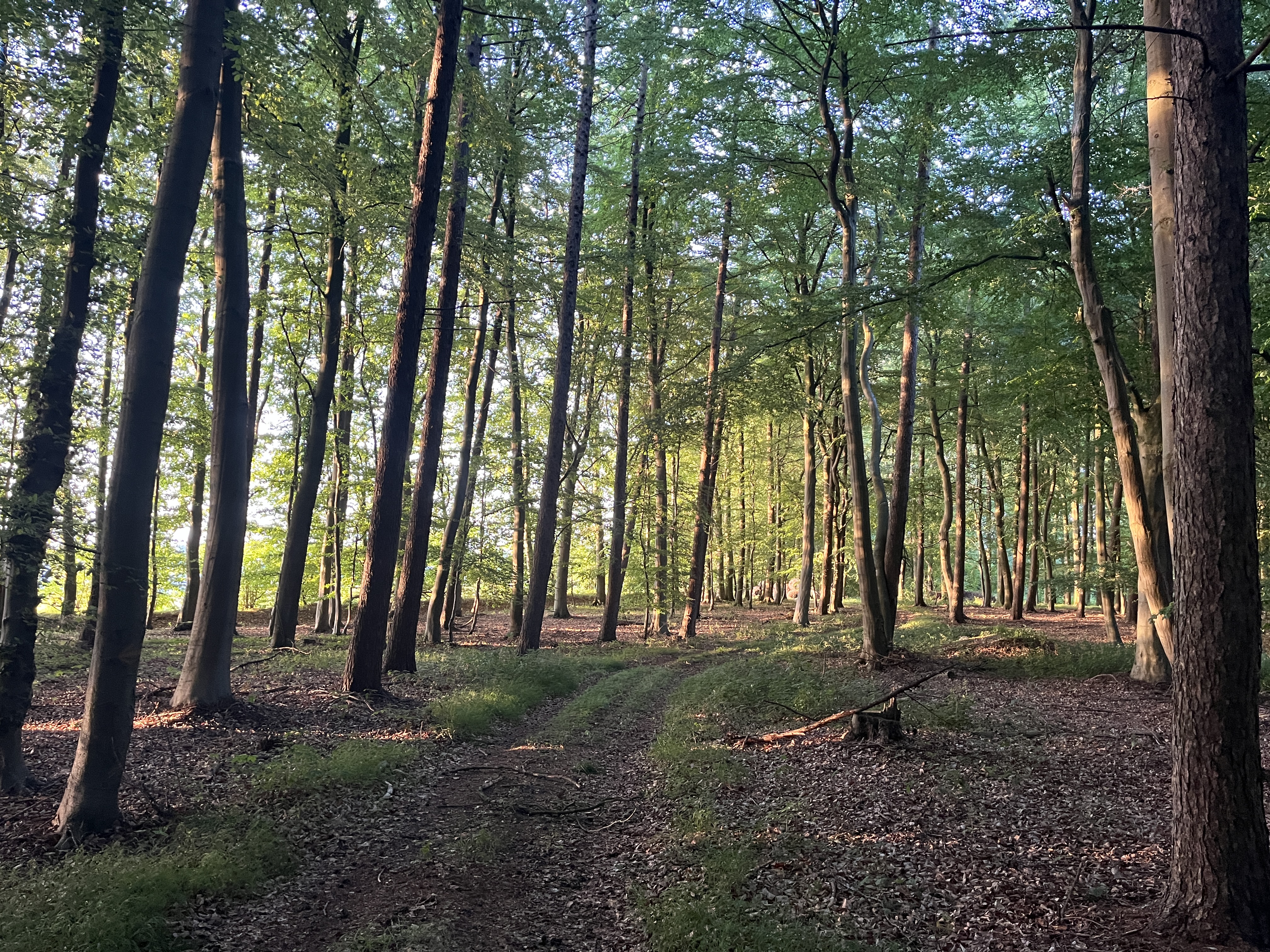 Wald nahe der Ostseeküste, Kreis Plön